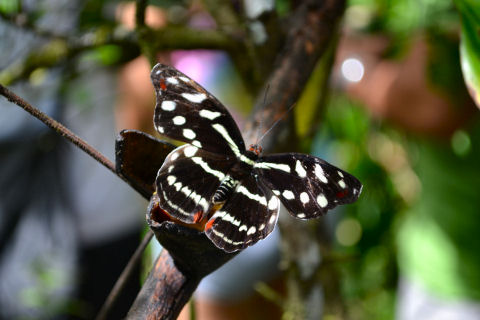 Pilpintuwasi Butterfly Farm