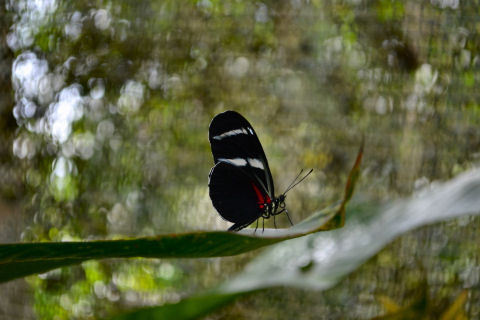 Pilpintuwasi Butterfly Farm