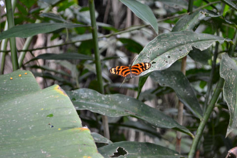 Pilpintuwasi Butterfly Farm