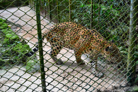 Pilpintuwasi Butterfly Farm