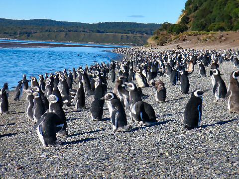 Penguins!