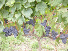 Pisano - Tannat grapes