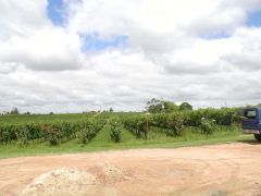 Pisano vineyards