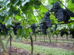 Pizzorno - fine wine Tannat nearly ready for harvesting