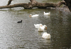 Ducks, Geese, at the Planetarium pond