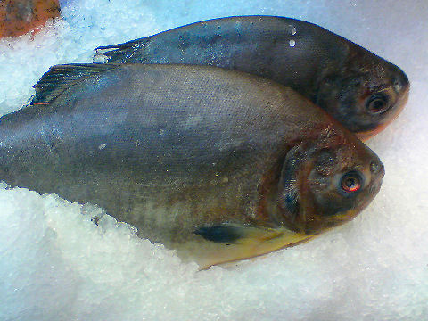 Pacu