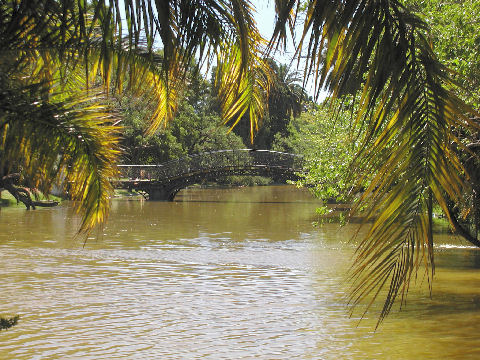 Pond and bridge near the Rosedal