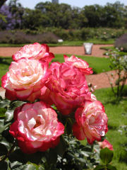 Pink and white roses in the Rosedal