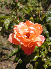 Orange rose in the Rosedal