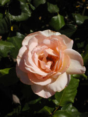 Pink rose in the Rosedal