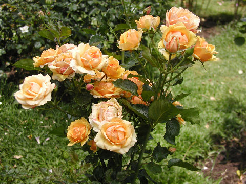 Peach Roses