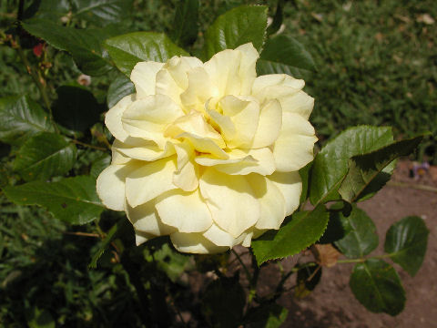 Yellow Rose