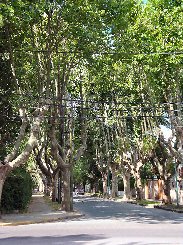 Tree-lined street