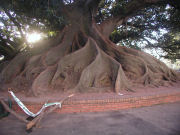 Banyan tree in Plaza Alvear