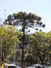 Tree along Plaza Arenales
