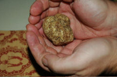 White truffle