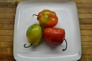 aji-rocoto