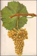 Verdelho grapes