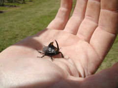 Vinedo de los Vientos - horned beetle