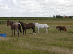 Vinedo de los Vientos - horses in the vineyards