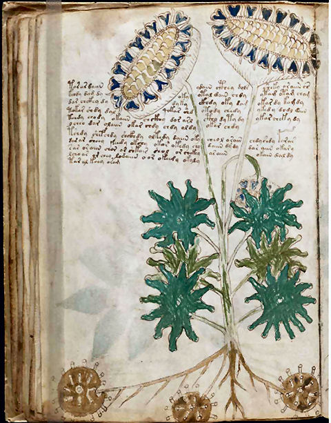 Page from the Voynich Manuscript