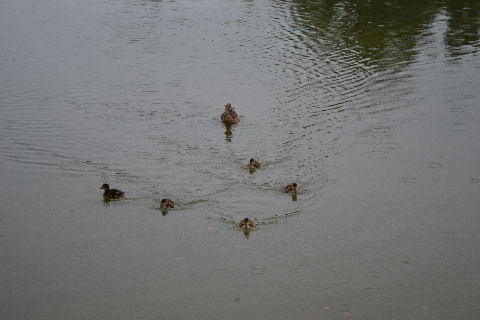 Reflecting pool