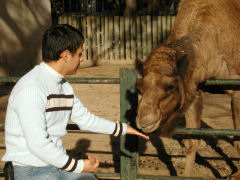 Buenos Aires Zoo - feeding a camel