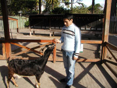 Buenos Aires Zoo - at the farm