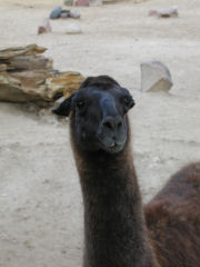 Buenos Aires Zoo - llama