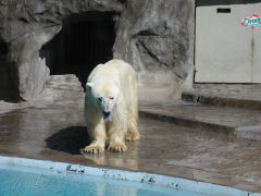 Buenos Aires Zoo - polar bear
