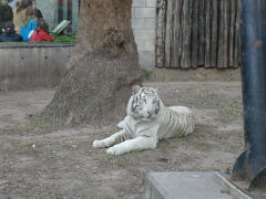 Buenos Aires Zoo - white tiger